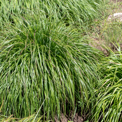 GRAMÍNEAS PERENNES - Imagen 3
