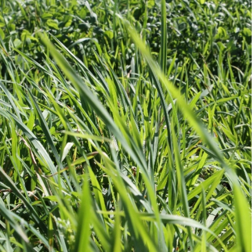 GRAMÍNEAS PERENNES - Imagen 2