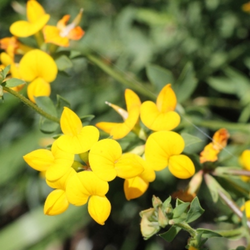 LEGUMINOSAS BIANUALES Y PERENNES - Imagen 4