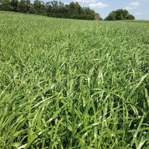 OTROS VERDEOS DE VERANO - Imagen 3
